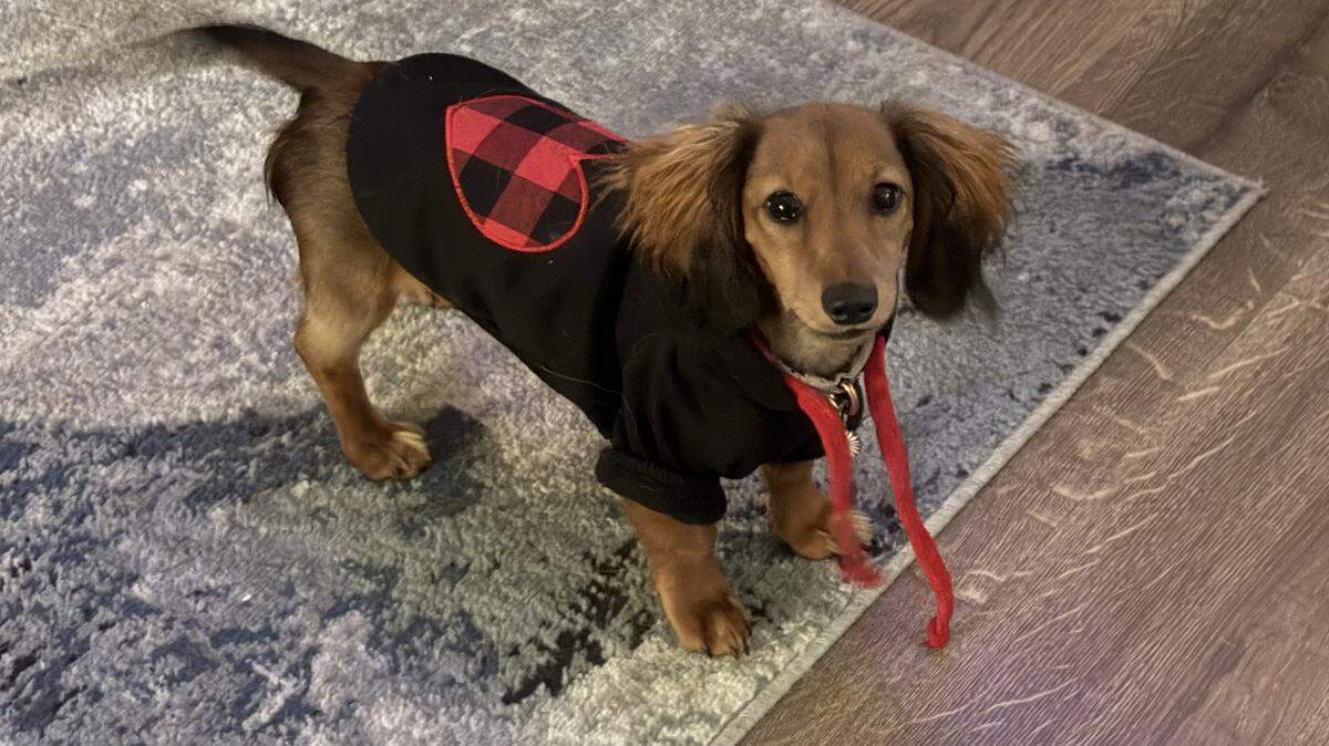 Mazikeen the mini dachshund has an array of outfits she’ll wear, often sporting sweaters as the temperature drops.