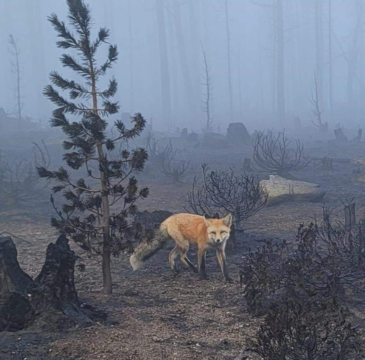 A fox stands in an area recently burned by the Moose Fire in this undated photo posted on InciWeb.