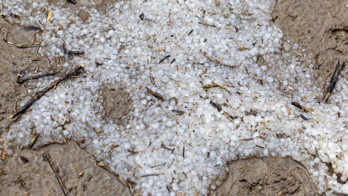 Fallen graupel left behind from a cold April thunderstorm that hit the Treasure Valley.