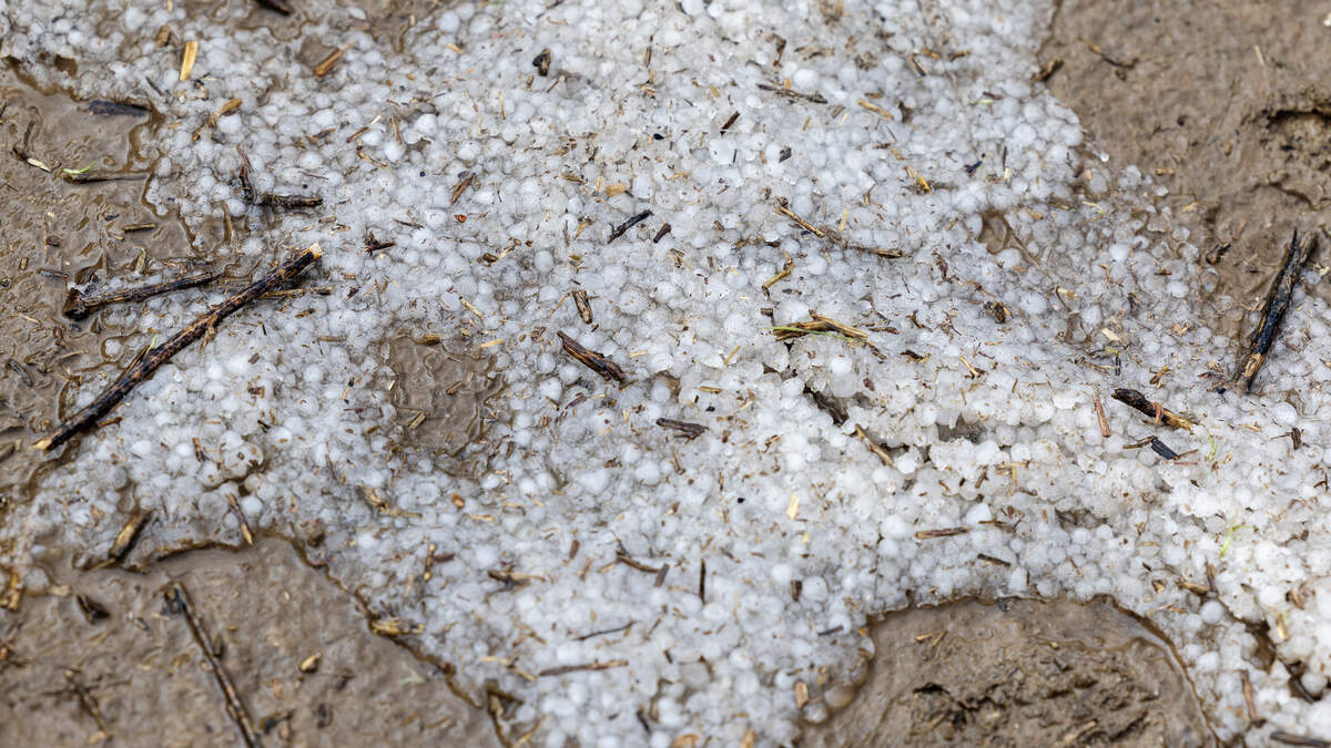 Fallen graupel left behind from a cold April thunderstorm that hit the Treasure Valley.