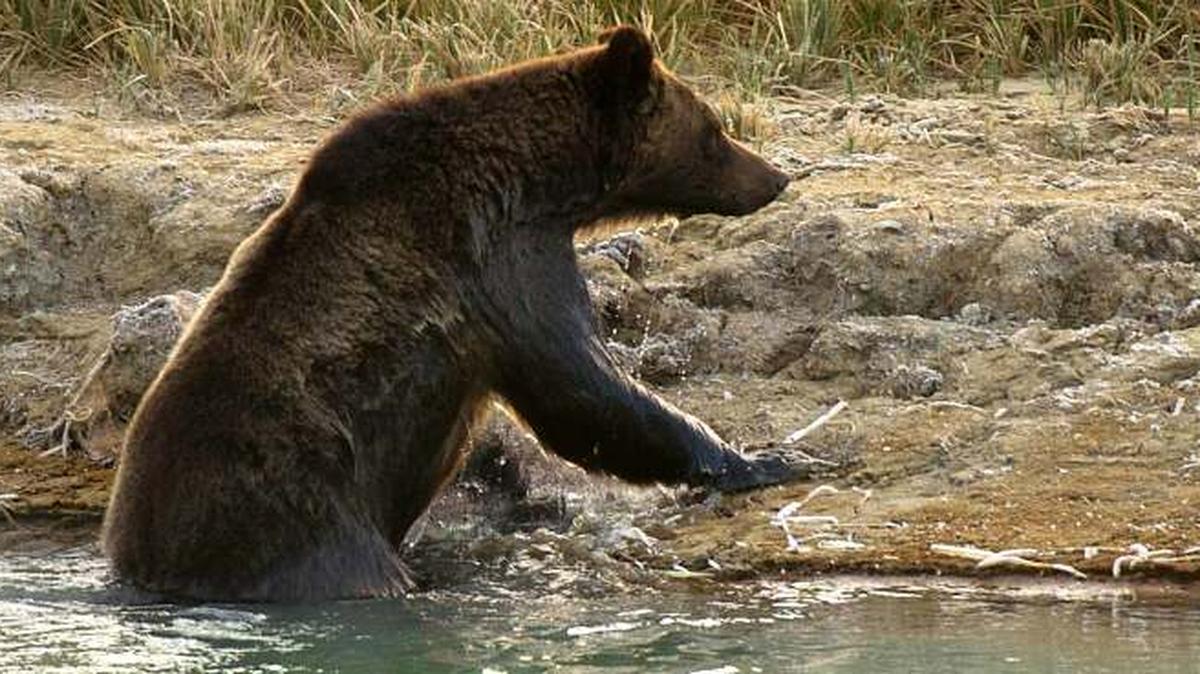 Two environmental groups said in a lawsuit that a natural gas pipeline’s path in Idaho and Wyoming would harm protected grizzly bears and other wildlife.