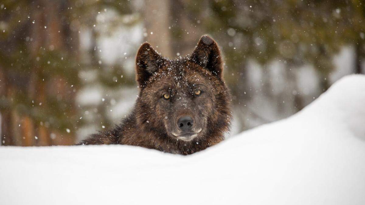 A member of Wapiti Lake Pack is photographed near the Firehole River in Yellowstone National Park in July 2020. The Wapiti is one of nine packs living in Yellowstone as of December 2024.