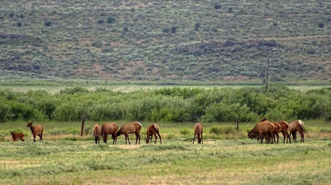 ‘Not again!’: Critics compare controversial Fish and Game elk study, plans for new hunt