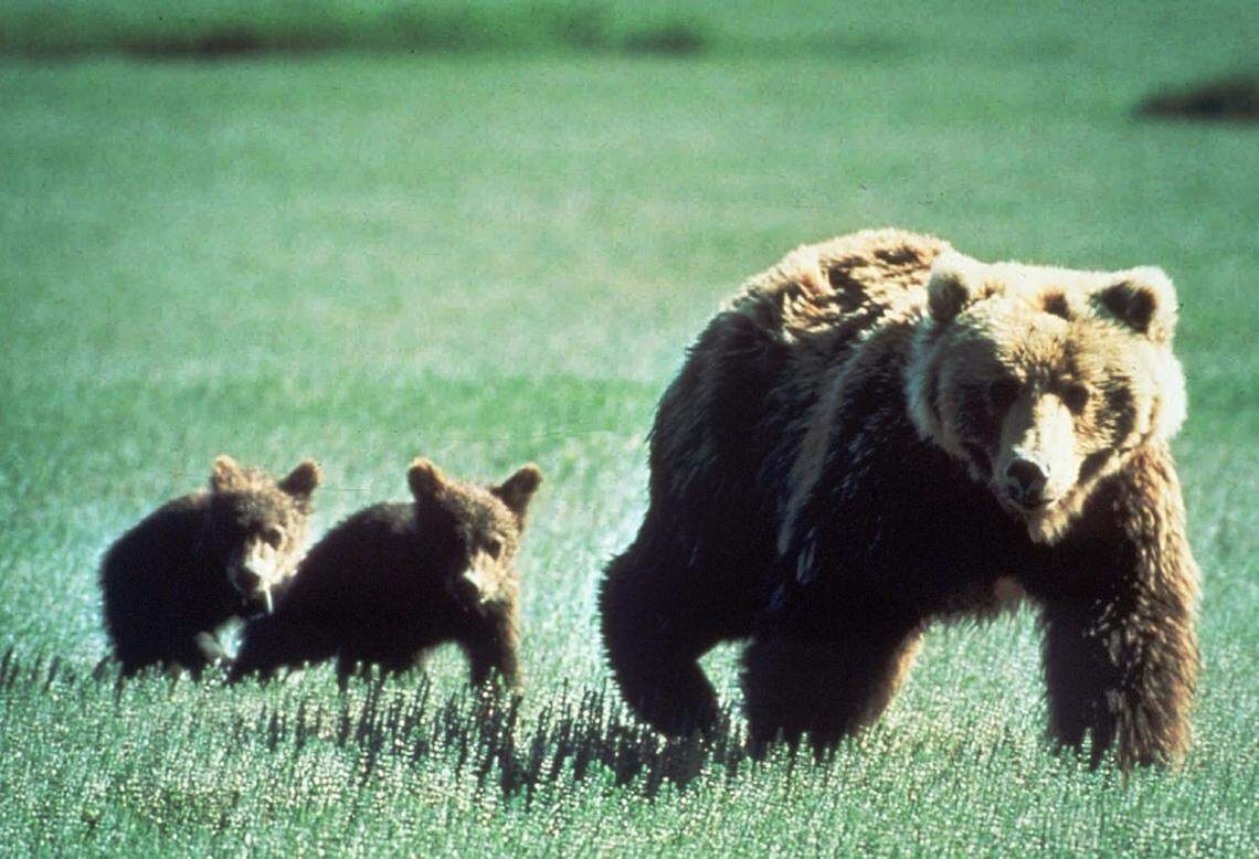 Grizzlies bears are federally protected as a threatened species in Idaho.