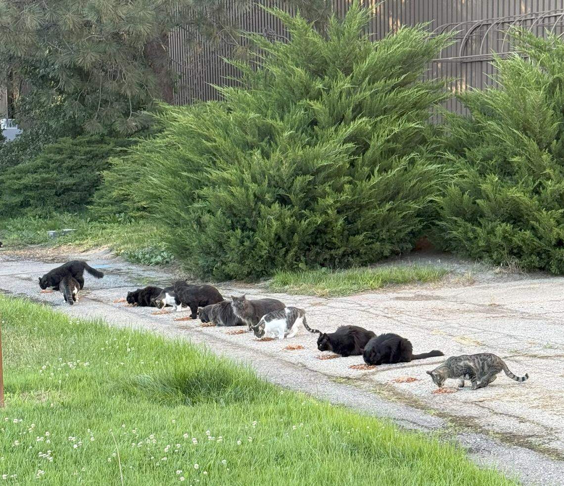 A feral cat population that has been living at Les Bois Park will need to be relocated as construction begins for the soccer stadium for Athletic Club Boise.