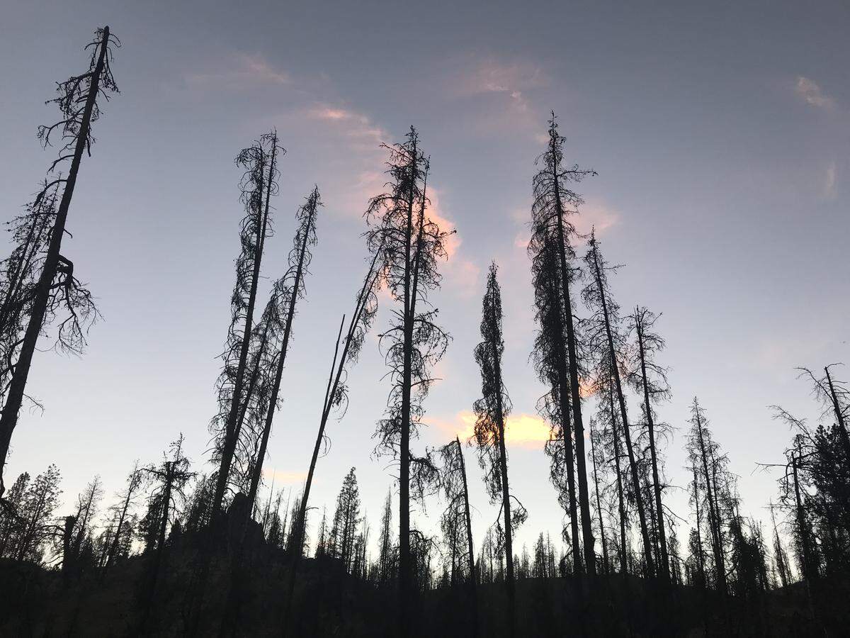 Silhouettes of charred trees in front of a sunset