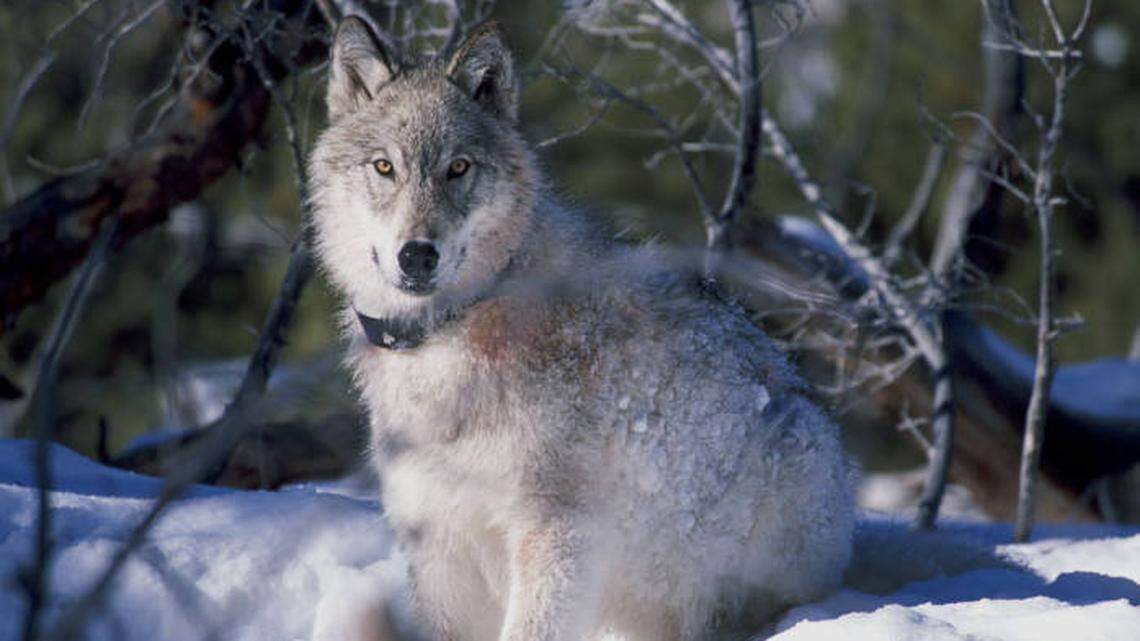 This 2010 U.S. Fish and Wildlife photo shows a collared gray wolf.