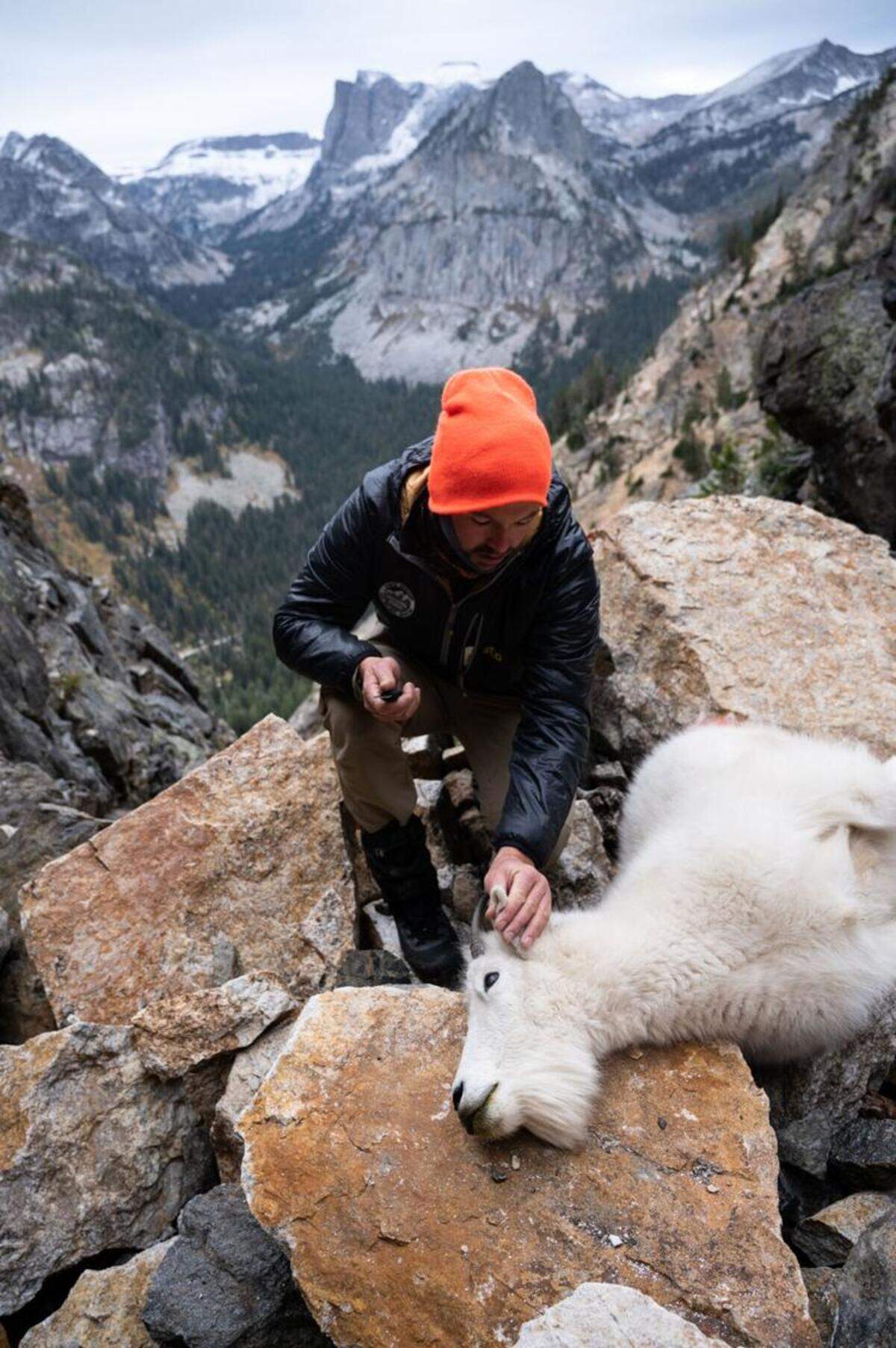 Natty Hagood removes a small piece from the ear of a mountain goat for DNA sampling last month in the Teton Range. The National Park Service selected dozens of teams of qualified volunteers to help in the park’s effort to eradicate a non-native population of mountain goats from the Tetons in an effort to save a struggling native population of bighorn sheep.