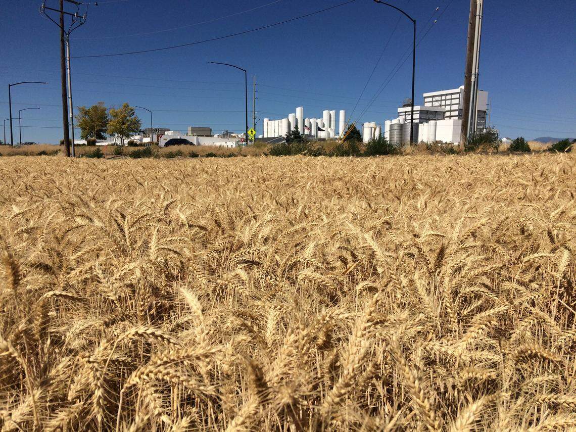 Wheat grows in July 2018 in a field that is planned to become part of the site of Project Bronco, the cover name for what is believed to be a giant Amazon fulfillment center. This site is at the southwest corner of Franklin and Star roads in Nampa. Lactalis American Group’s cheese plant is in the background.