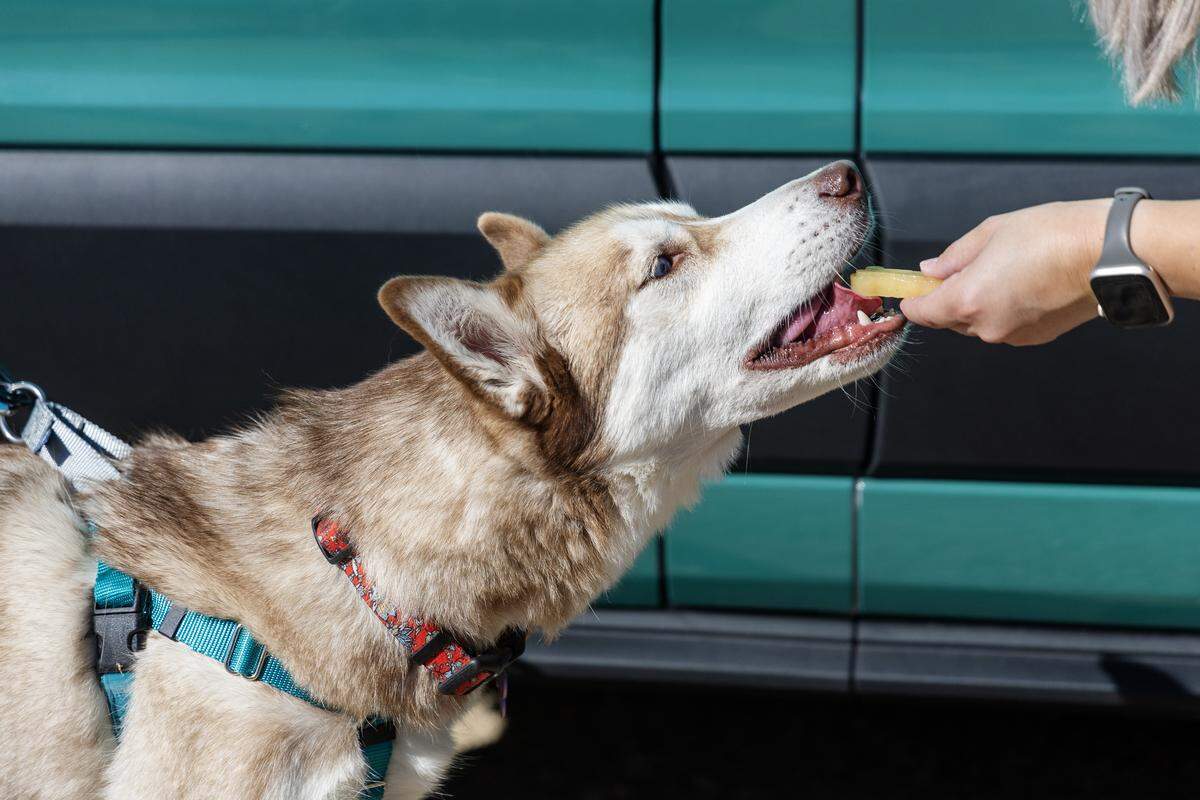 Megan Maalouf of Hike Doggie Treasure Valley, gives a frozen treat to a dog after a walk on Peggy's Trail in the Boise Foothills, Aug. 21, 2025.