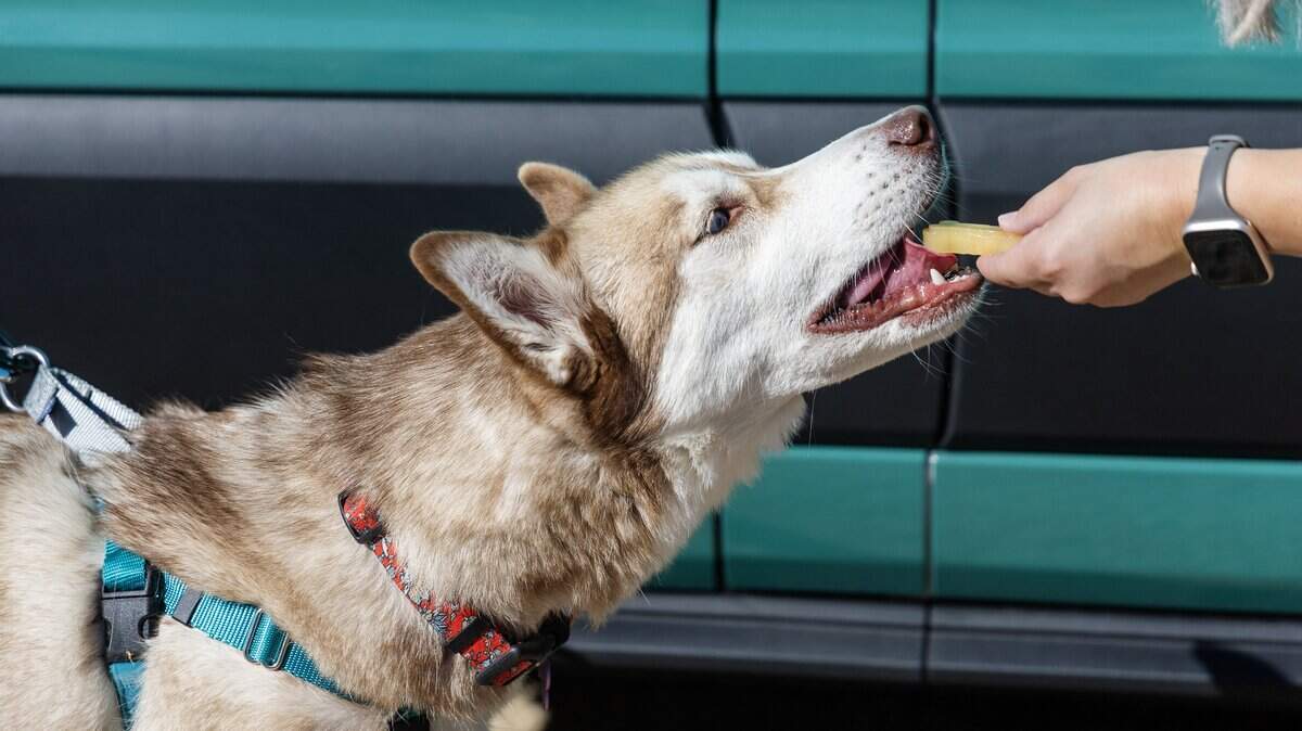 Megan Maalouf of Hike Doggie Treasure Valley, gives a frozen treat to a dog after a walk on Peggy's Trail in the Boise Foothills, Aug. 21, 2025.