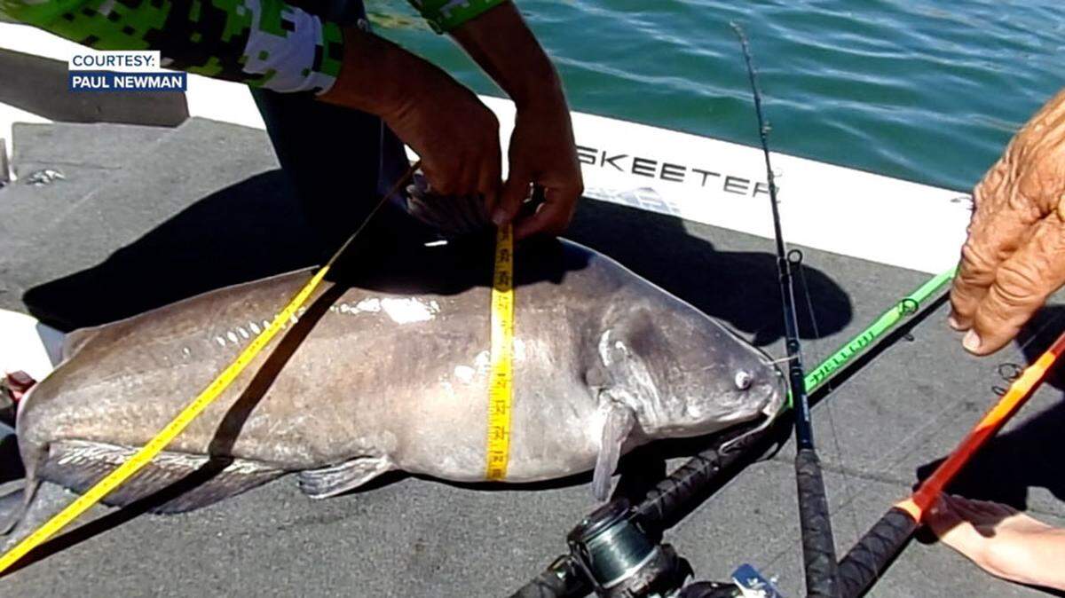 This catfish, caught by Paul Newman, of Fruitland, was 42.5 inches long, had a girth of 32 inches and weighed 37 pounds. It broke a record for length.