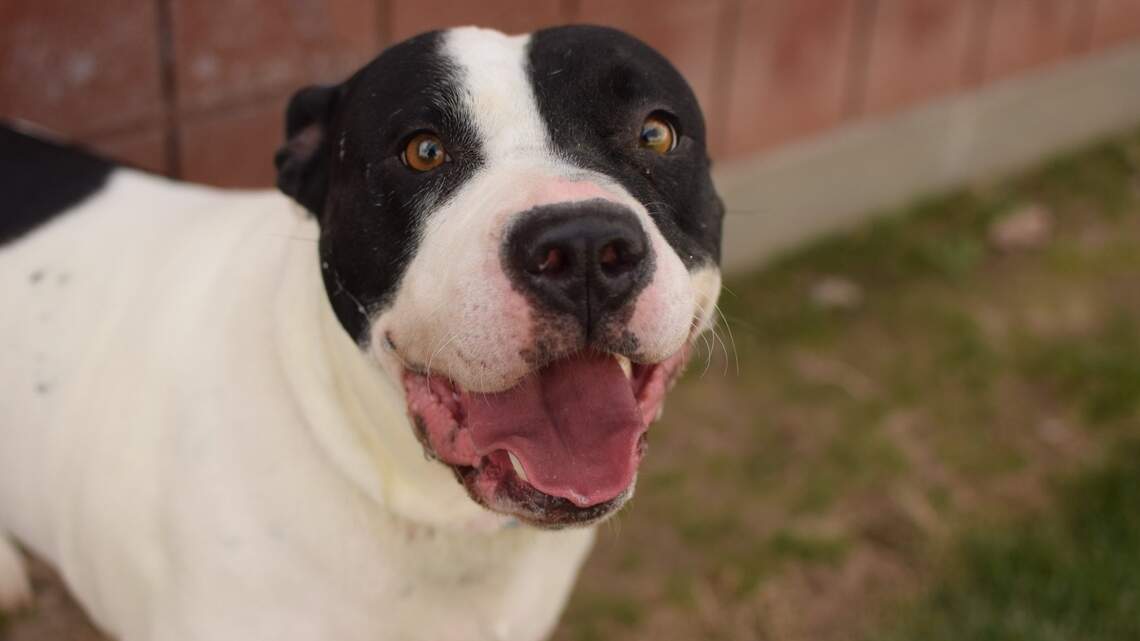 Canyon County Pet of the Week: Kenai