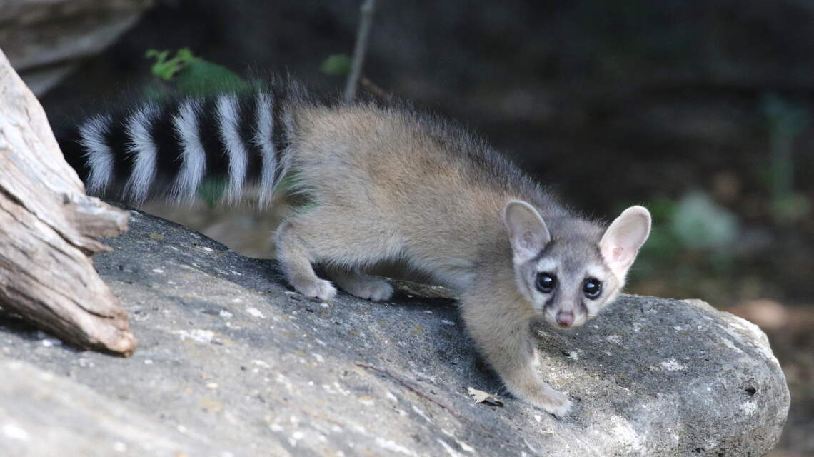 ‘Secretive’ critter species may have taken up residence in Idaho, U of I study says