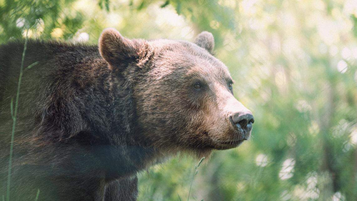A persistent bear (not the one pictured) tried its best to bust into a Colorado wildlife officer’s truck to get at the “stinky” carcass inside — and left behind lots of evidence of the attempted raid.