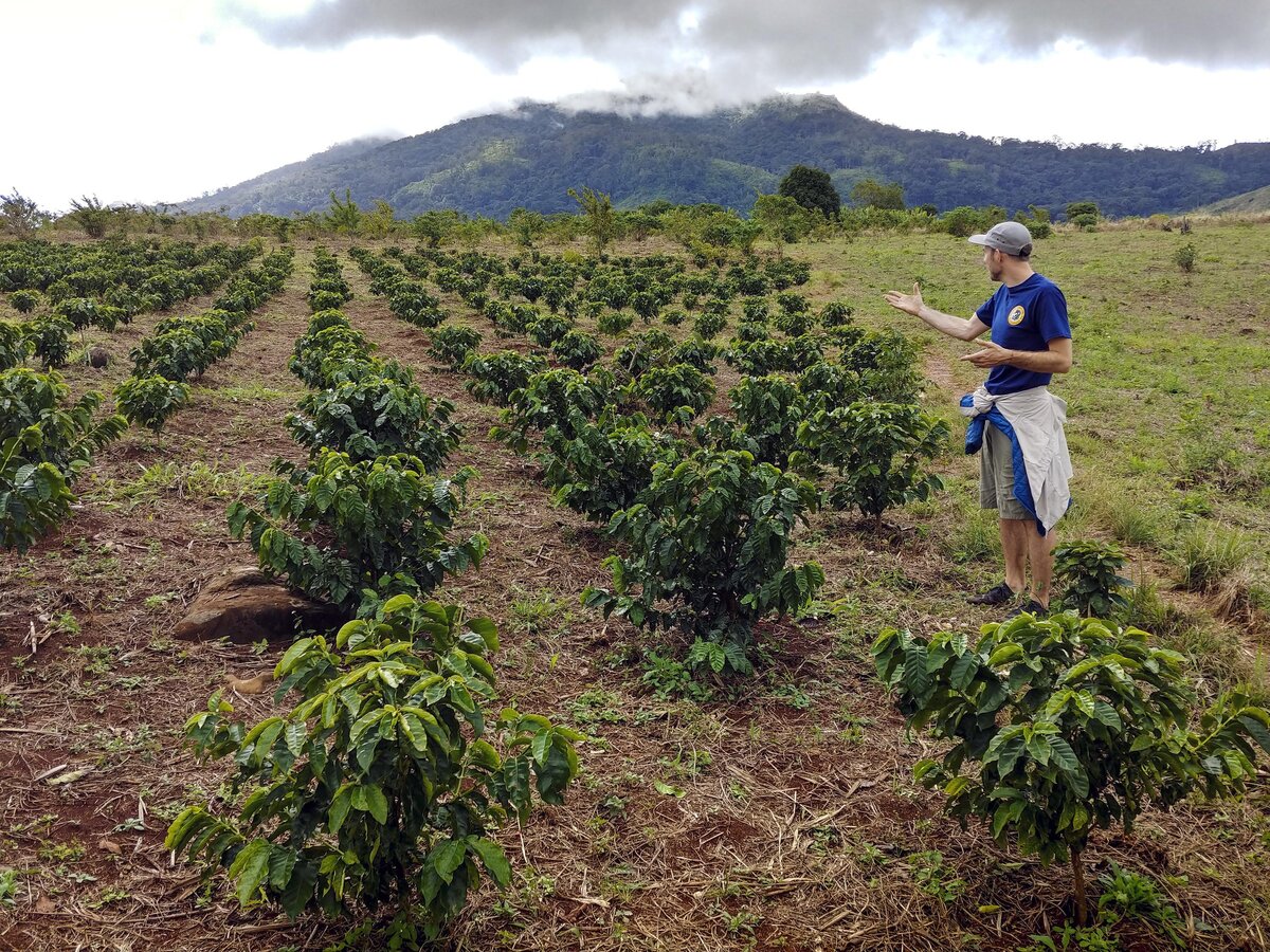 Matt Jordan, who runs ag programs for Gorongosa National Park, shows off the coffee trees that are helping to bring income and jobs to local residents. The crops protects the valuable rainforest of Mount Gorongosa, with its summit in the clouds in the background.