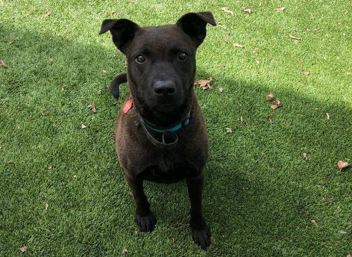 South the dog is available for adoption through the Meridian Canine Rescue.