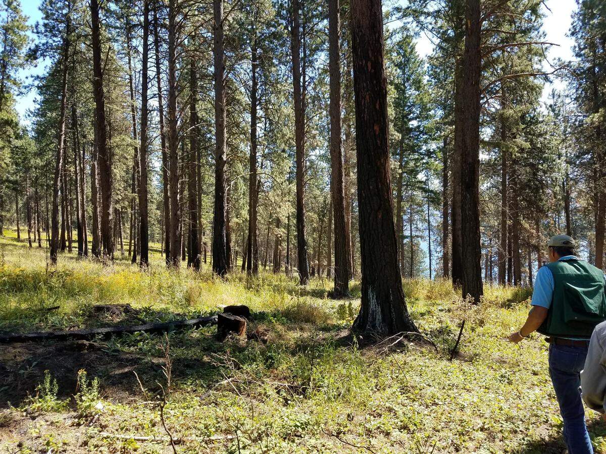 Fire-scorched ponderosa pine and Douglas-fir at Farragut state park in 2017. Ponderosa pine were beginning to be infested with western pine beetle. A major western pine beetle outbreak occurred in this area in the following few years.