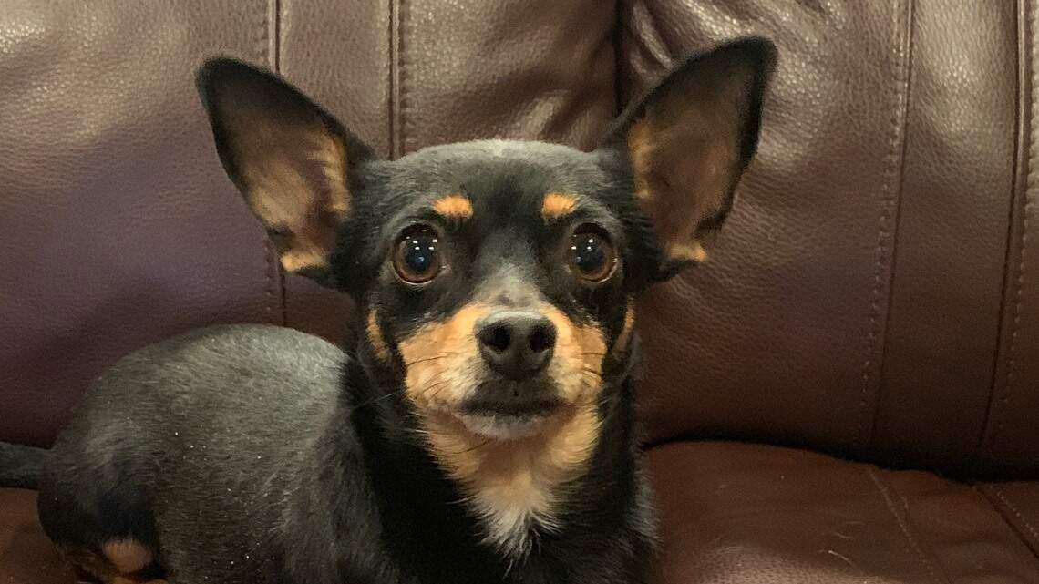 Meridian Pet of the Week: Amelia