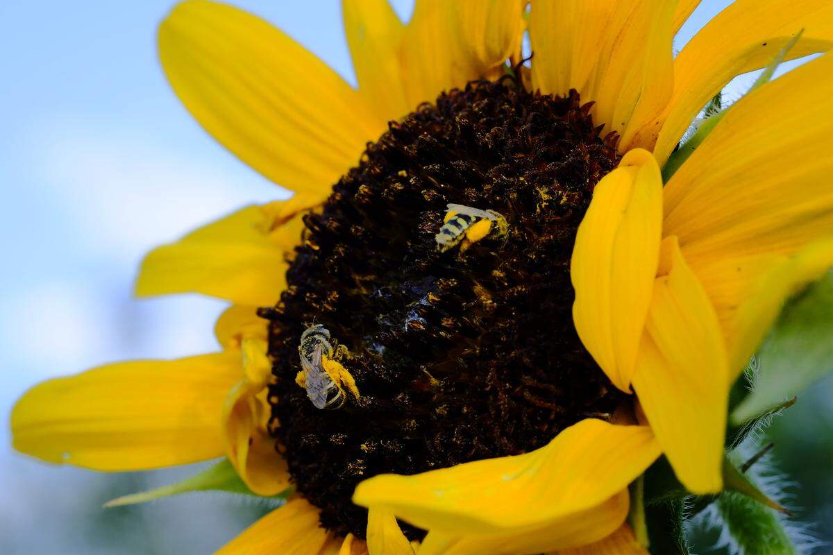 Two native bees foraging for pollen on a sunflower at the Idaho Botanical Garden