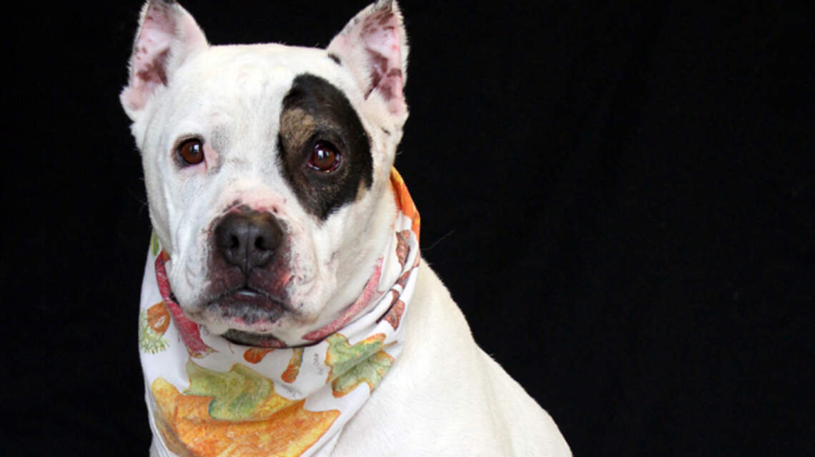 Ada County Pet of the Week: Khali