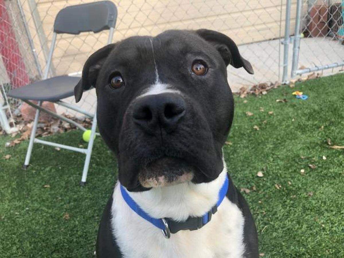Hector the dog is available for adoption through the Meridian Canine Resuce.