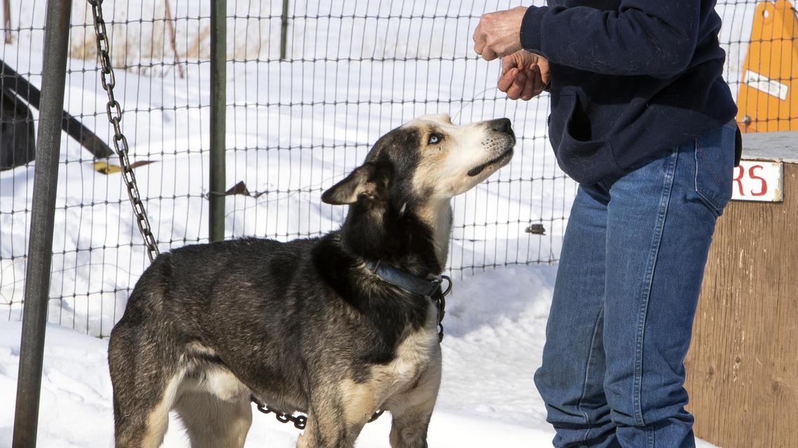 Laurie Warren, prepares a few vitamin pills for one of the Alaskan husky sled dogs. Getting dogs to take pills can be a challenge, but there are some ways to get them to scarf up something good for them.