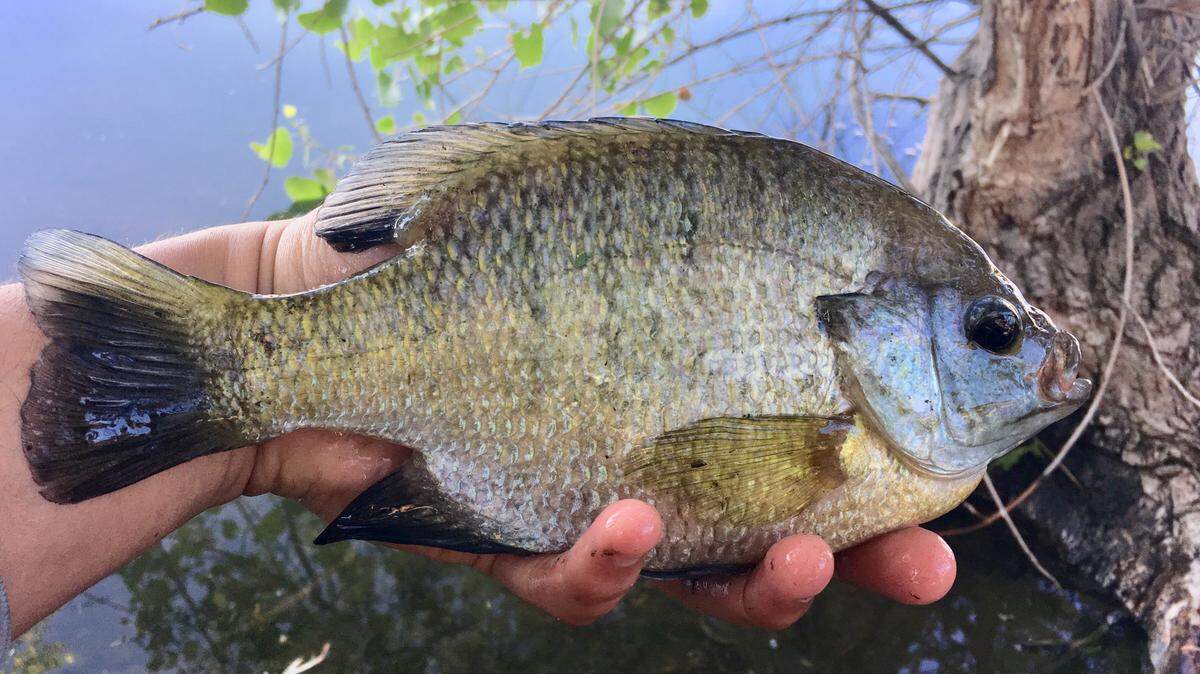 Hand-sized bluegill like this Halverson Lake specimen are relatively rare and great fun to catch.