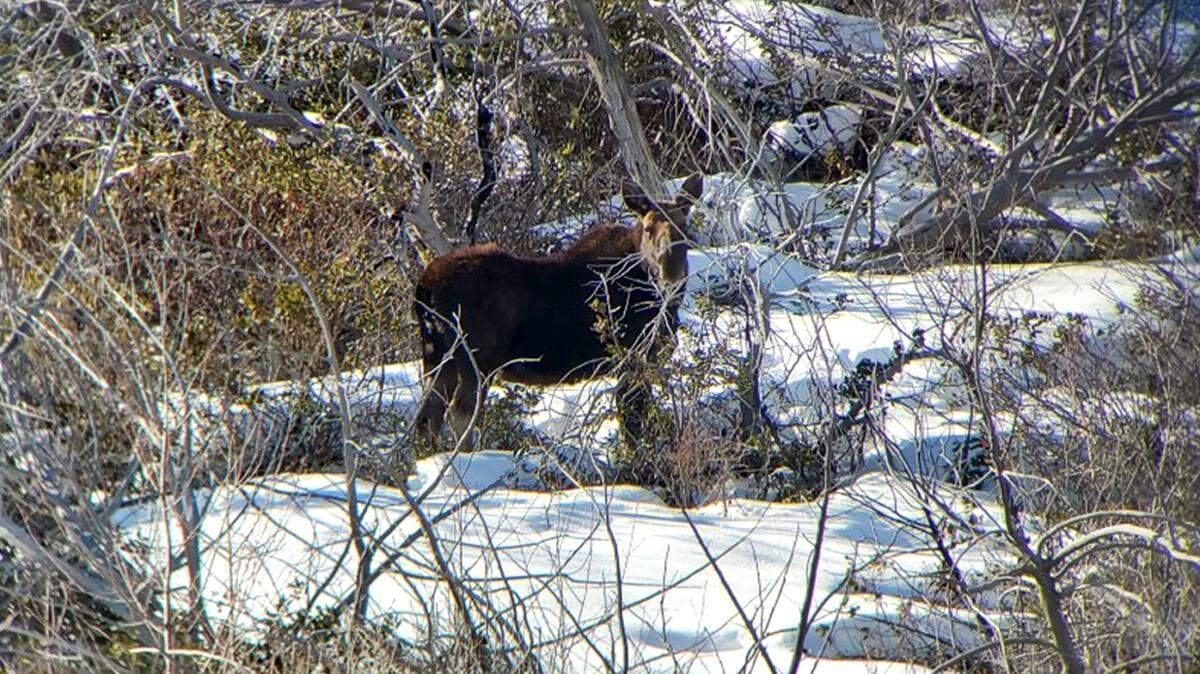 An Idaho woman is lucky to be alive after going head-to-head with a moose (not the one pictured) in her driveway, officials say.
