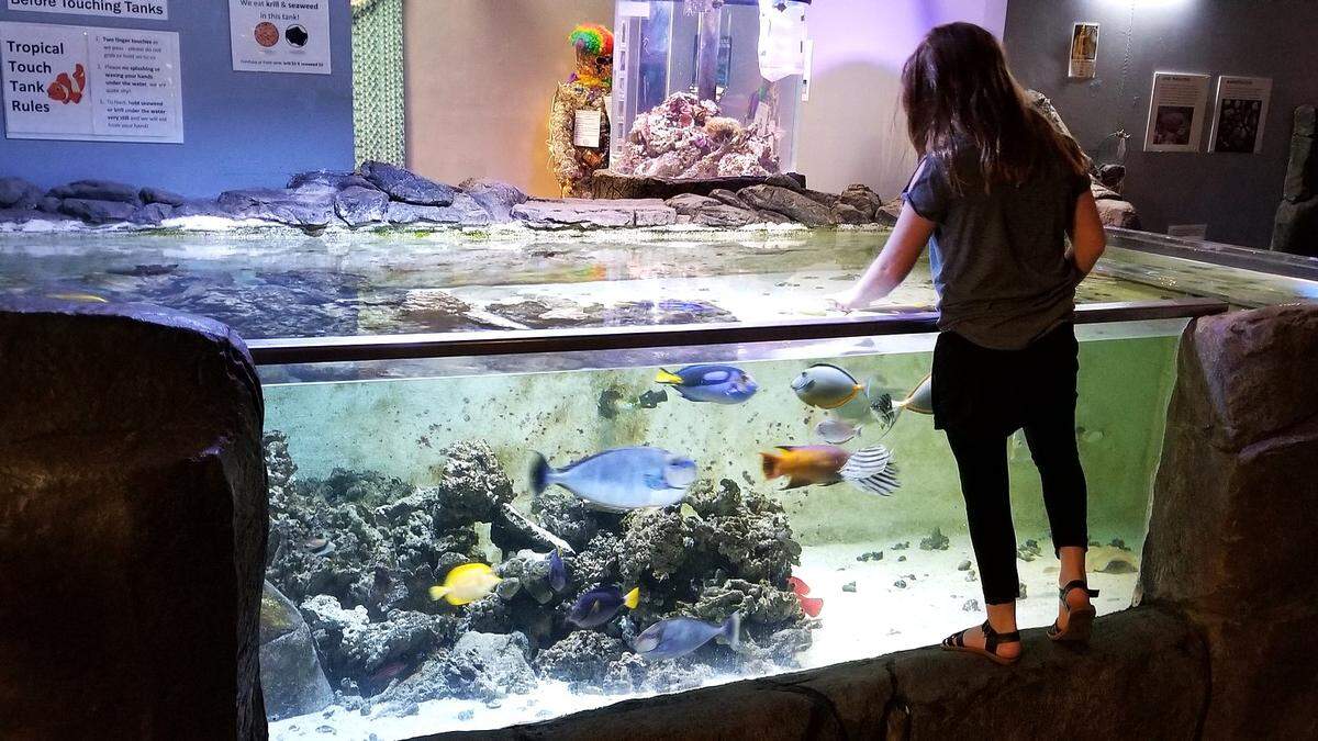 A tank of colorful fish at the Aquarium of Boise.