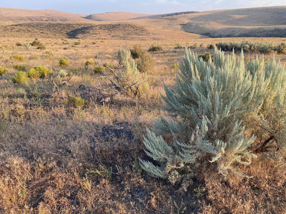 Searchers using aircraft, drones and dogs in early July 2023 searched thousands of acres of rangeland marked by sagebrush, rabbitbrush and grasses about 20 miles north of Jordan Valley, seeking a missing Boise woman. Her car was found parked on a pullout on the road to Succor Creek State Park north of Jordan Valley in late June. She is still missing.