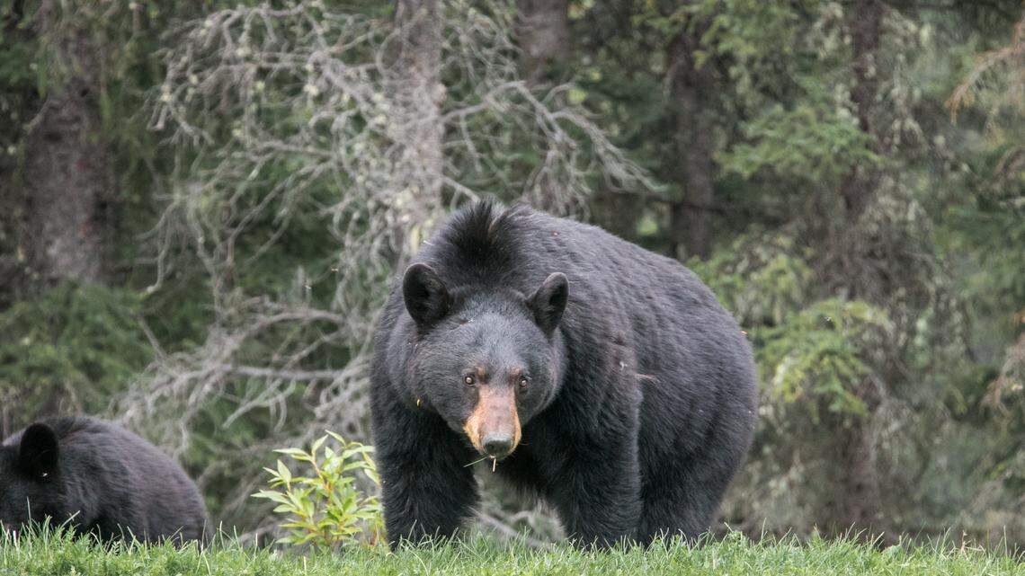 A black bear and its cub (not the ones pictured) were euthanized after the mom bear attacked a man as he opened his garage door on July 31 near Victor, Idaho, officials said.
