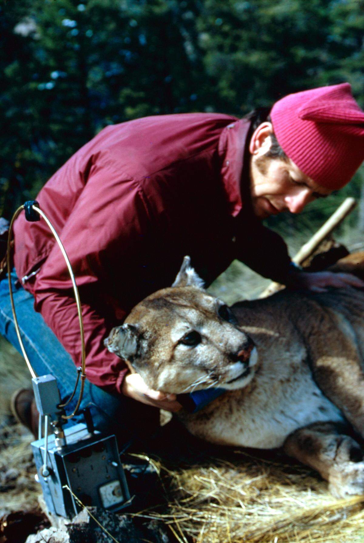 In the late 1960s, Hornocker inspects the radio collar equipment on a mountain lion in what is now Idaho’s Frank Church River of No Return Wilderness Area.