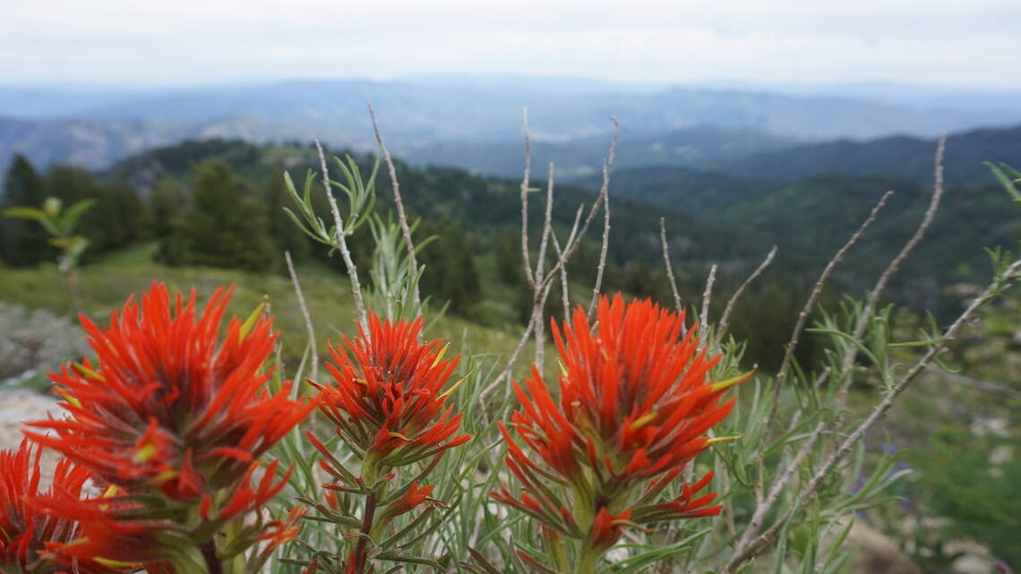 Mountain wildflowers are blooming, and you can find them on these Boise-area hikes