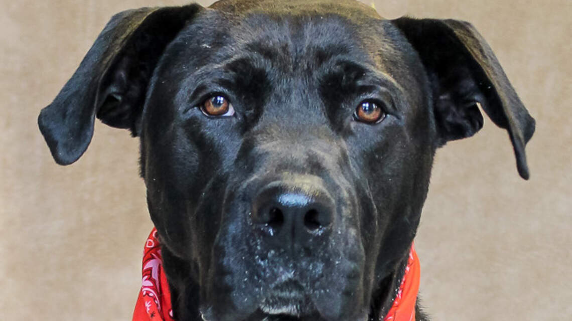 Ada County Pet of the Week: Shadow