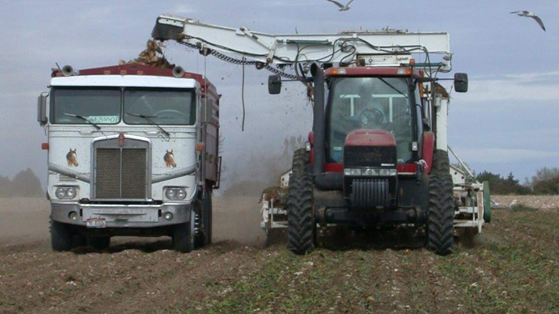 Idaho’s sugar beet crisis isn’t what you’ve been told | Opinion