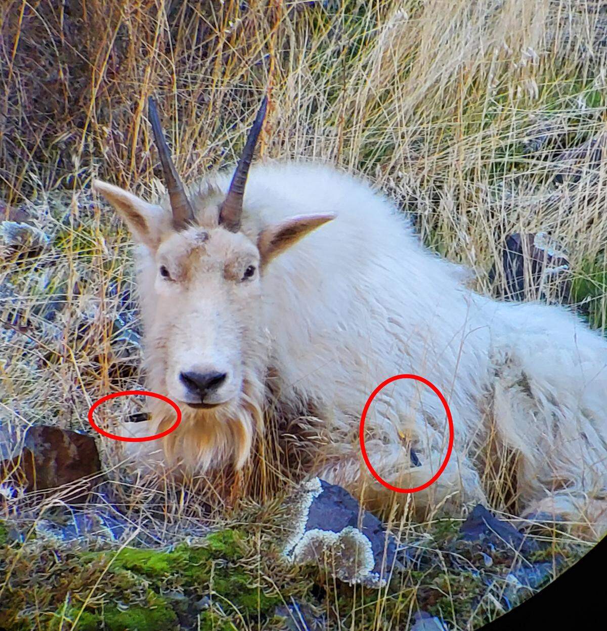 The nanny’s head wound from a crossbow bolt is clearly visible as are the bolts still embedded in her left shoulder and throat (red circles).