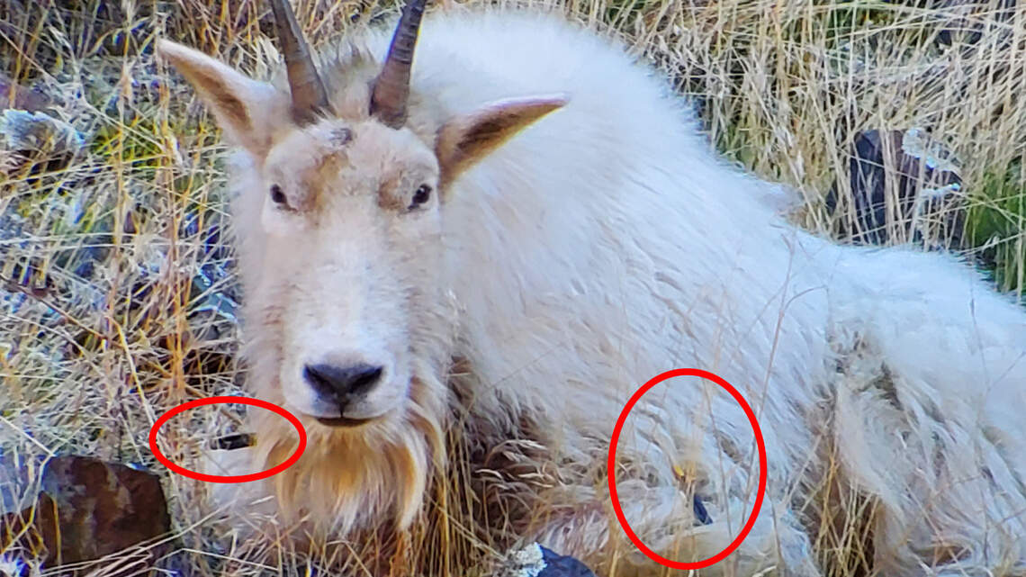 Fish and Game euthanizes Idaho mountain goat found with crossbow wounds from poacher