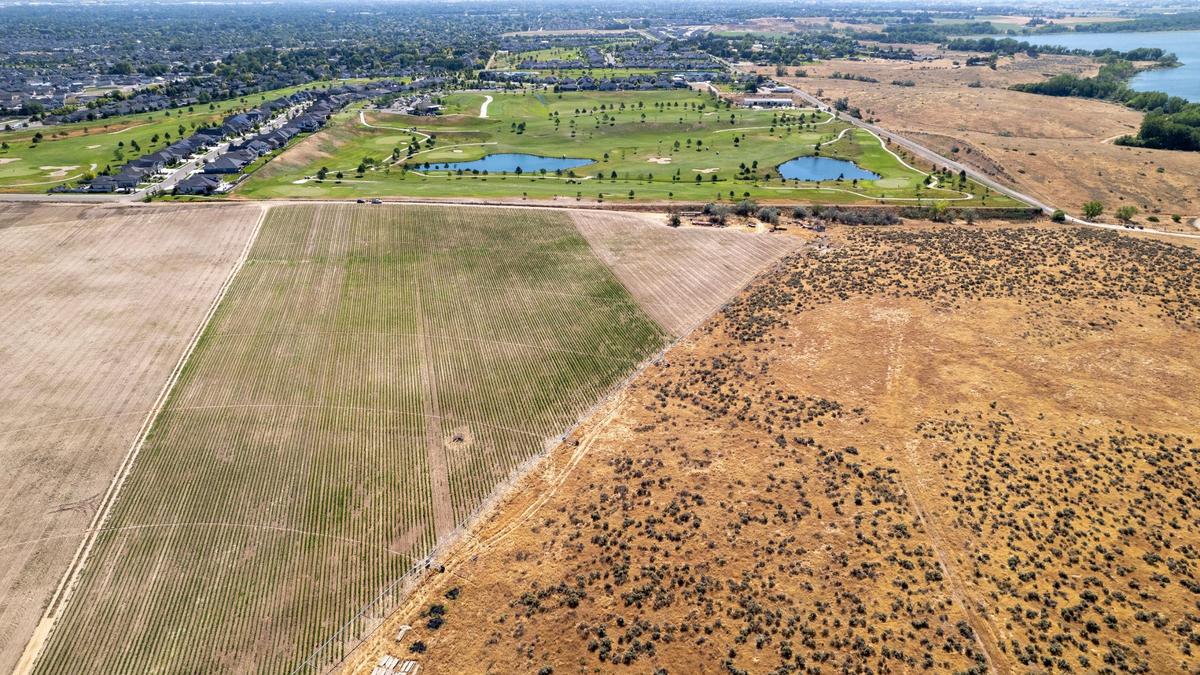 Wissel Farms’ taco-corn field, bottom left, is backed up against the RedHawk Golf Course, which used to be his family’s farmland. Wissel said taco corn is commonly used in tortillas and tamales. His brother, who owns a distillery, uses it ​to make bourbon.