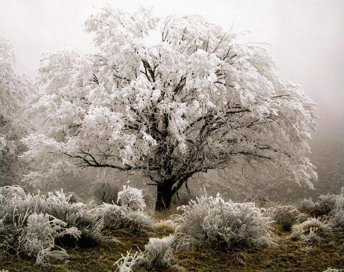 A frosty tree south of Bogus Basin in January.