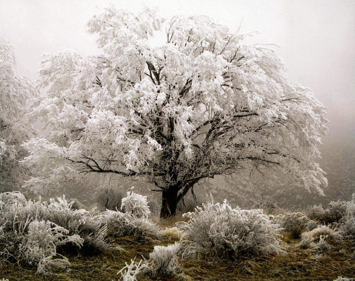 A frosty tree south of Bogus Basin in January.