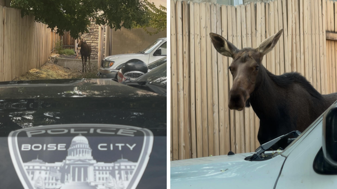 A moose wandered Boise on Wednesday. Here’s how she was returned to the wild