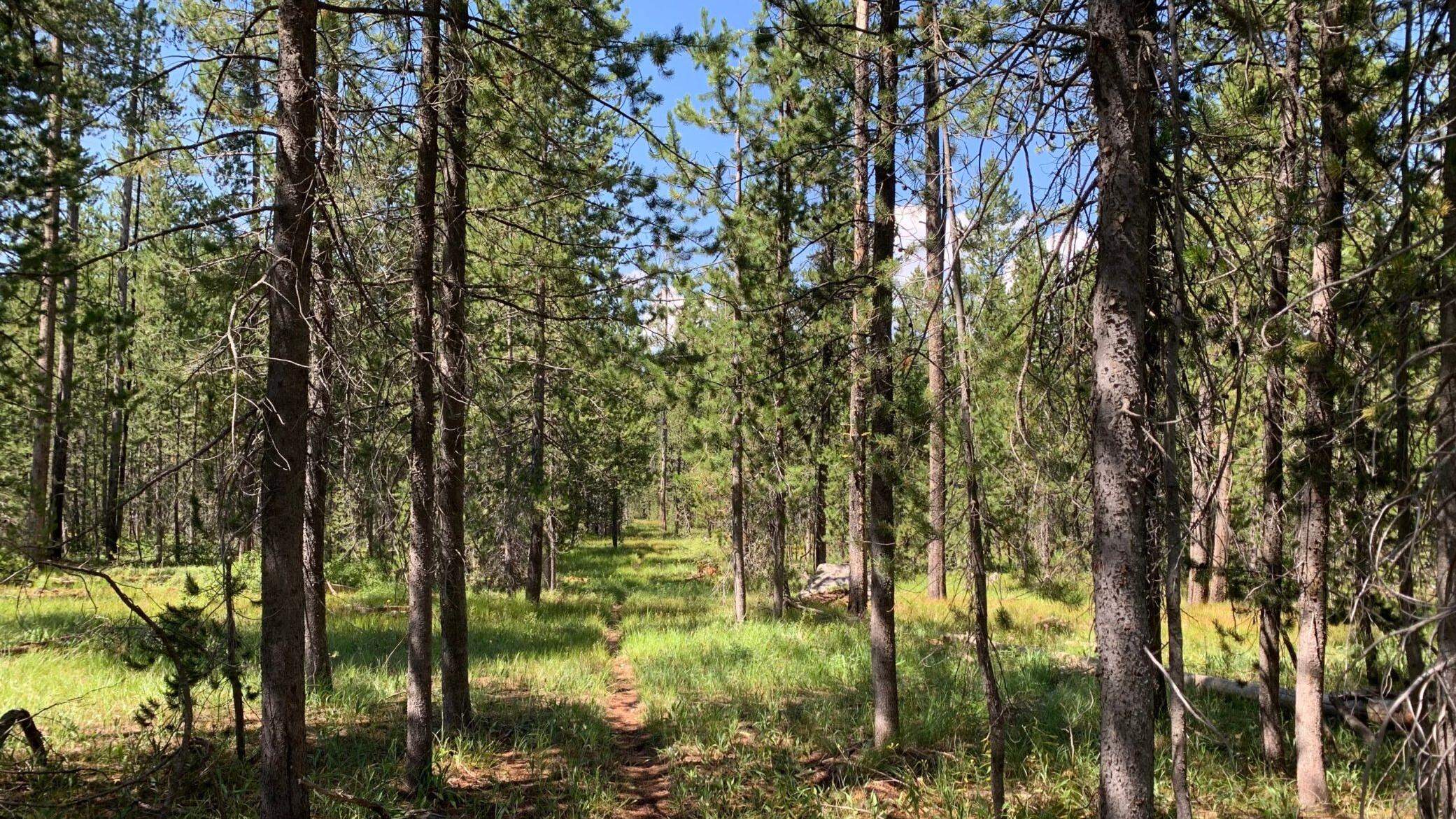 Visit Yellowstone for free? Get into these scenic Idaho spots without entry fees