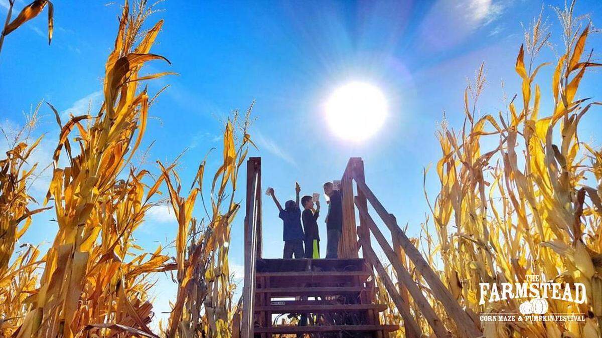Find your way through the corn maze, pick out a pumpkin or take a seat on the hayride at The Farmstead Corn Maze and Pumpkin Festival that opens Friday, Sept. 21. (Linder Farms Pumpkin Patch and Corn Maze also opens Friday.)