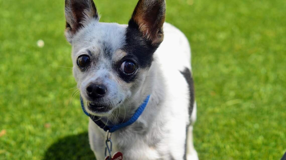 Meridian Pet of the Week: Patches