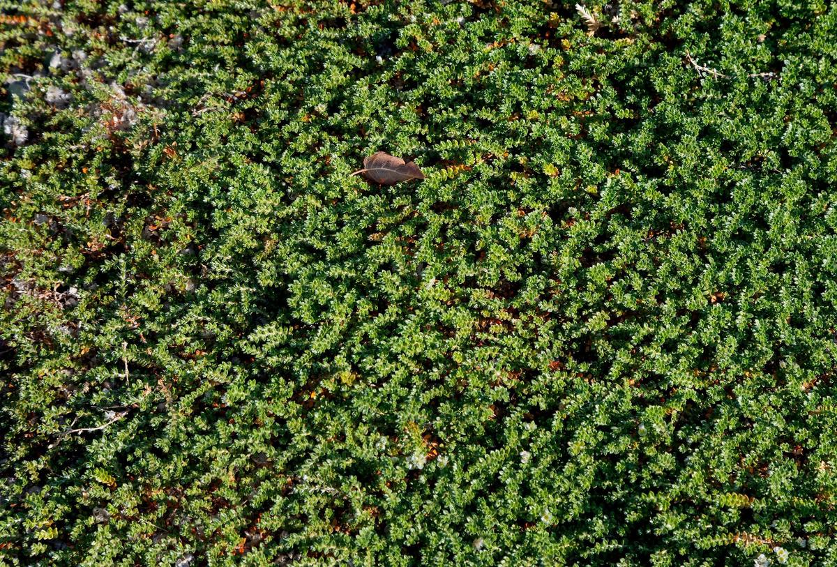Paronychia kapela, also known as silver nailwort, is a type of plant that can be used as ground cover in xeriscaping. Xeriscaping is a type of landscaping that uses drought tolerant plants instead of grasses to reduce or eliminate the need to water a yard a garden area.