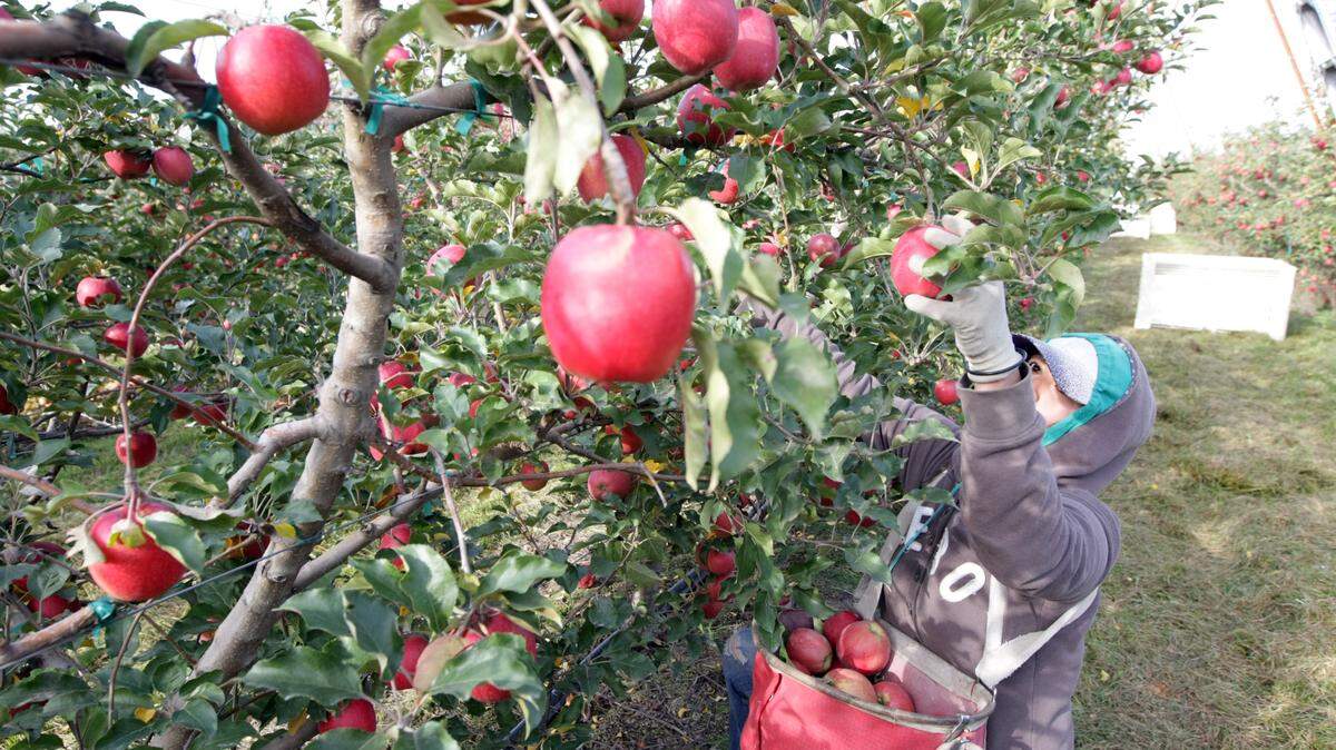 A Kennewick farmworker harvests Pink Lady apples at Predator Ridge Orchard off Glade Road about 20 miles north of Pasco in this 2018 file photo.