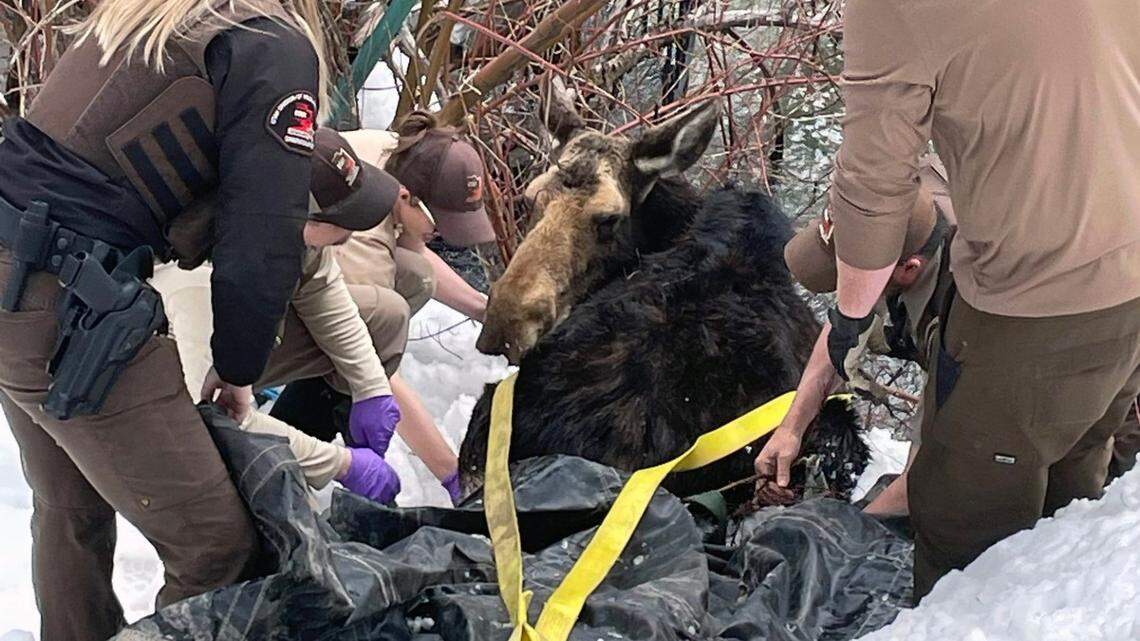 Neighbors jumped into action to help wildlife officials in Utah drag a 600-pound moose up a steep, snowy slope.