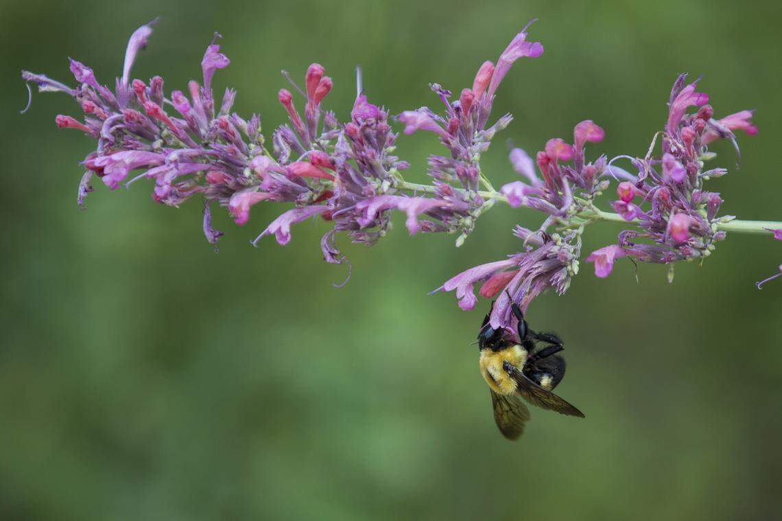 A bumblebee eats pollen at the Garden City Pollinator Habitat in Garden City.