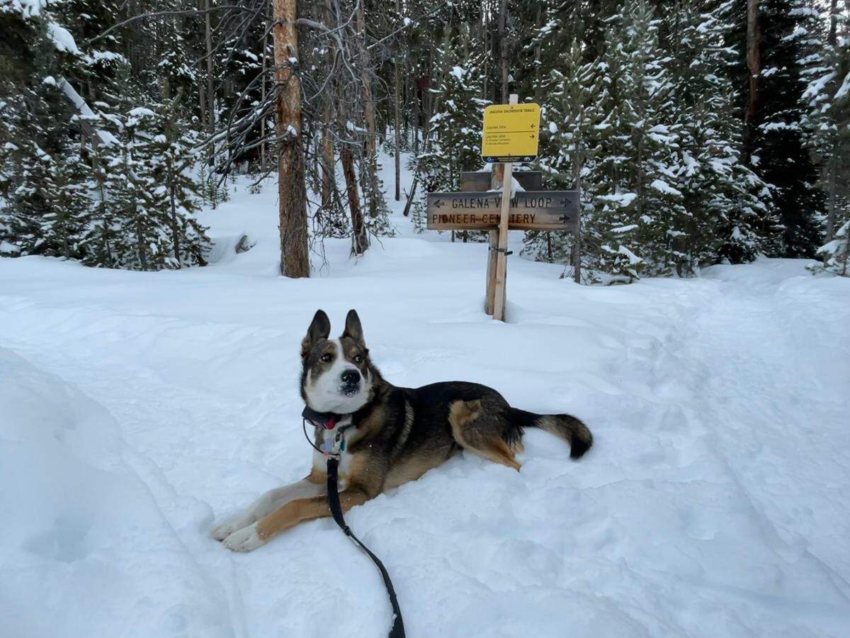Rio, the Galena Lodge “loaner dog” that guests can take on their outings, poses in the snow in front of the Galena View snowshoe trail sign at the trail’s lollipop loop on Friday, Jan. 26, 2024.